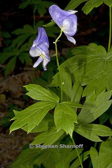 aconitum columbianum columbianum 2 graphic